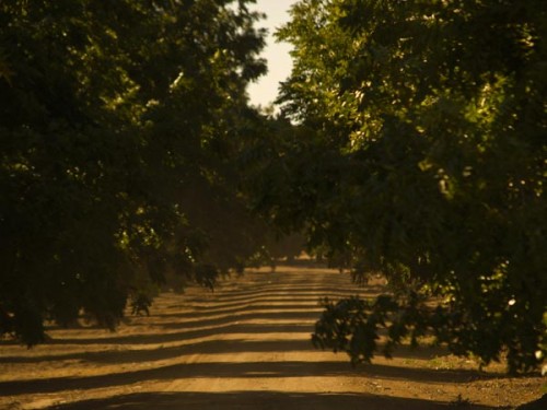 Nutty time coming for pecan growers, consumers