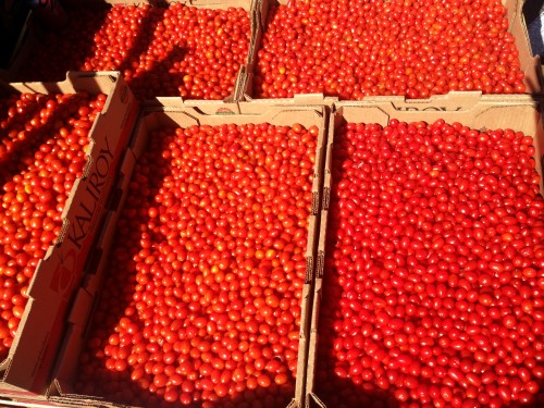 Tomatoes at the Market on the Move at Santa Catalina Catholic Church. (Photograph by Ashlie Stewart)