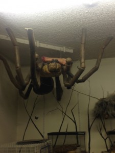 MacNeil's shop which has thousands of spiders also features a 5-foot-long model spider complete with a large spider web. (Photograph  by Giles Smith)