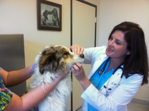 Photo courtesy of Ventana Animal Hospital

Veterinary Dr. Michele Esthimer from Ventana Animal Hospital, and her assistant Angela Braciak conduct a regular check-up. Ventana Animal Hospital recently began to offer free vaccines to those who bring in their pets twice a year for regular check-ups. 