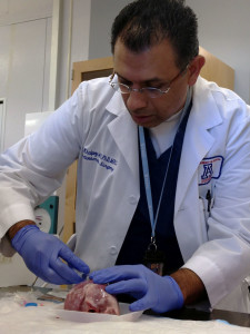 Dr. Zain Khalpey, cardiac surgeon and director of the Heart Transplant and Mechanical Circulatory Support Program at the University of Arizona, conducts research in his lab using a pig heart. 