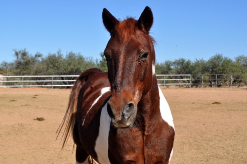 Troubled time for horses in Arizona