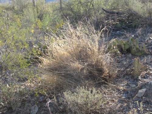 Buffelgrass sits amongst native plants in the Sonoran Desert in Tucson, Arizona. Photo by Harrison Leff