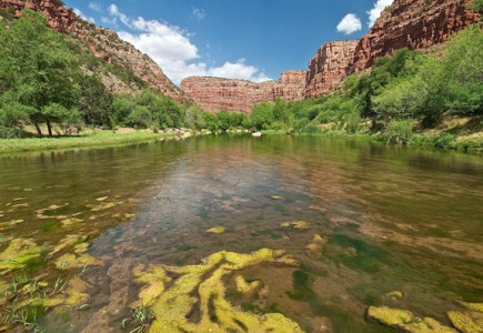 The Verde River Basin, located in Maricopa County, is concerned with the decreasing of fish due to the extreme hot weather and water use among humans.