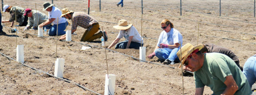 A group of harvesters working in Yavapai Community Colleges vineyard. Photograph via viticulture.yc.edu