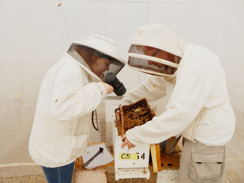 Entomologist Gloria DeGrandi-Hoffman (right) and her student aid, Emily Watkins de Jong, inspect a honeybee colony at the Carl Hayden Bee Research Center in Tucson, Arizona. The researchers are studying the health and nutrition of honeybees, the most important pollinators of our crops. (Photograph by Dieu My Nguyen)