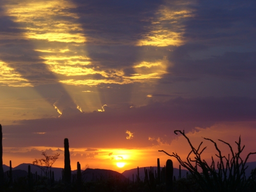 After half the land at Organ Pipe National Monument remained closed since 2003 due to safety concerns, February marks the first tour season to feature all of the parks land. (Photo courtesy of the National Park Service)