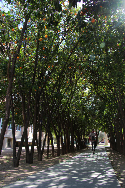 A student walks through an orange grove on the University of Arizona's campus. If the citrus greening disease spreads to Arizona, trees like these will likely not survive for very long. Photo by: Amy Johnson/Arizona Sonora News Service