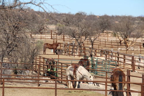The Tombstone Monumental Guest ranch has horses that accommodate riders at all levels. (Jake Cavanah/Arizona Sonora News Service)