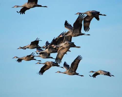 A group of Sandhill Cranes take flight over the wetlands