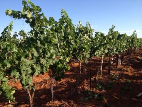 A row of Graciano grapes at the Callaghan Vineyard courtesy of winery owner, Kent Callaghan