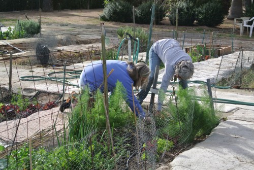Gardeners tend to their plots at the Benedictine Monastery Garden in Tucson, Ariz. (Photo by Holly Regan/Arizona Sonora News)