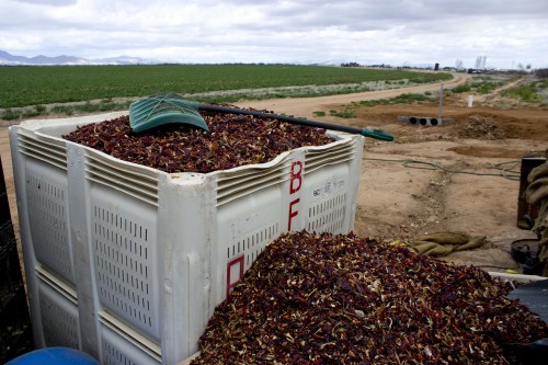 Lo que queda de los chiles cosechados después de que se les haya quitado las semillas. Estas se han secado y se usarán para la alimentación de vacas. Fotografía por Gareth Farrell/Arizona Sonora News Service