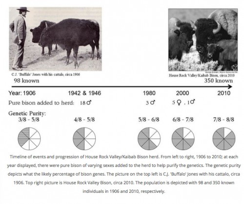 This graphic shows how the Beefalo was cross bred and how their genetics compare today.