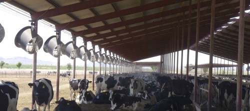Fans and misters cool the cows during a 79-degree spring day in Caballero dairy in Eloy, Arizona. New research indicates that ambient temperature affects milk production, and for Arizona farmers that means money. (Photo Alamri/Arizona Sonora News)