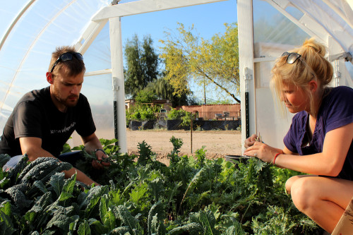 Farmers at the Tucson Village Farm get their hands dirty and pick fresh organic lettuce. (Photo by: Brittney Smith/Arizona Sonora News)