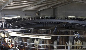 Cows being milked on a rotating milking parlor in Caballero dairy, Eloy, Ariz. The impact of heat stress on milk production can be reduced by using shading, ventilation, spray and fans. (Photo by Alamri/Arizona Sonora News)