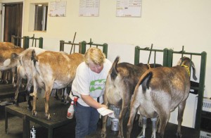 Kathryn Heininger, co-owner of Mesa Ranch, prepares the goat for milking through sanitization and testing. Some people choose goat dairy because they think it is healthier than cow dairy.(Photo courtesy of Mesa Ranch)