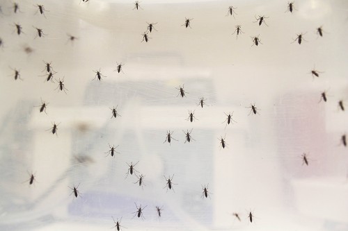 Los mosquitos Aedes Aegypti son conocidos como portadores de la fiebre del Dengue y Chikungunya. Estos mosquitos son más oscuros y más grandes comparados a los que transmiten enfermedades como el Virus del Nilo Occidental. Foto por Briana Sanchez / Arizona Sonora News Service