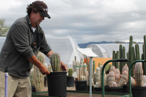 Mark Sitter, owner of B&B Cactus Farm in Tucson, Ariz., loads a small saguaro cactus onto a cart for a customer on Saturday, Feb. 28, 2015.  Saguaro National Park plans to partner with plant nurseries to scan for saguaros that may have been stolen from the park. (Photograph by Natalie Grum/Arizona Sonora News)