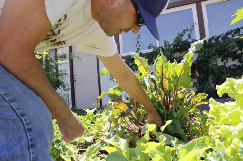 Dennis McClung, founder of Garden Pool, checks on a rhubarb plant in a raised bed garden. The McClungs organized a community garden for volunteers to work with to help teach more about sustainable growing methods.