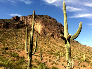 A scenic view of two saguaro cacti on Picacho Peak in Eloy, Arizona on Saturday, September 12, 2015.  Photo by: Skyler Brandt/ Arizona Sonora News