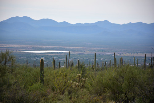 The Central Avra Valley Storage and Recovery Project seen from the Tucson Mountains west of the city. The construction began in 1996 and was completed in 2002. Photo by Jorge Encinas/Arizona Sonora News Service.