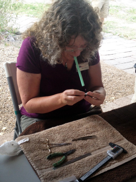 Sheri Williamson examines a hummingbird at the San Pedro House.