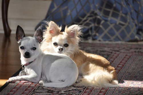 A long hair and short hair Chihuahua sit next to each other. (Photo by: Zach Pleeter/Arizona Sonora News).