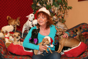 Jan Brick pictured with some of her Chihuahuas. (Photo by: Save A Chihuahua Rescue of Tucson). 