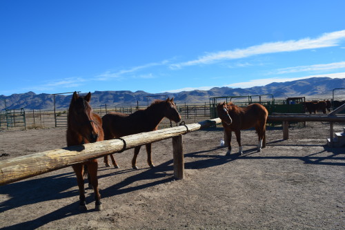 Horses at Hideout Ranch (Photo by: Zach Armenta| Arizona Sonora News)