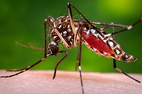 The Aedes Aegypti mosquito carries the Zika virus, as well as dengue and chikungunya. This mosquito is present in the state of Arizona. (Photo credit: James Gathany/Centers for Disease Control and Prevention)