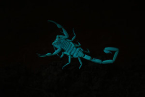Arizona_bark_scorpion_glowing_under_ultraviolet_light