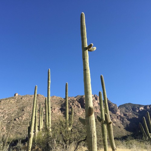 Cactus at Finger Rock trail (Photo by: Zach Armenta/ Arizona Sonora News