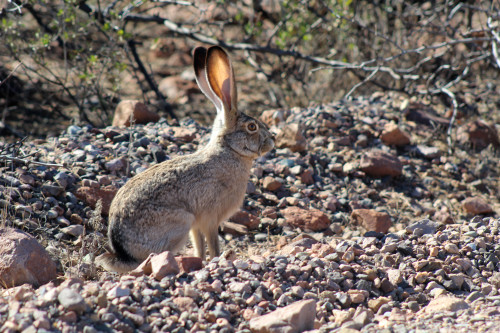 El ambiente sorprendente del cuenco del Río Yaqui