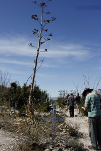 An agave century plant sits in between the graves of Mrs. R. B. Campbell and Malcolm Campbell. Photograph by Devon Confrey