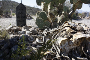 A pricklt pear and a dead agave hold on to the grave of William Whitehill. Photograph by Devon Confrey / Arizona Sonora News Service