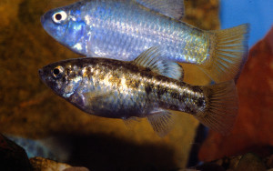 Paul V. Loiselle - http://fishbase.sinica.edu.tw/summary/SpeciesSummary.php?ID=3174