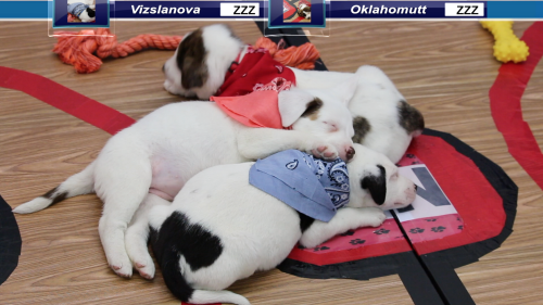 Oklahomutt, Vizslanova and Syracuse sleep on court.