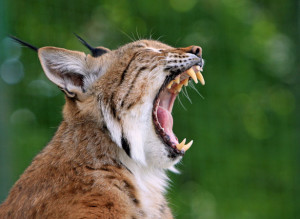 lynx-or-bobcat