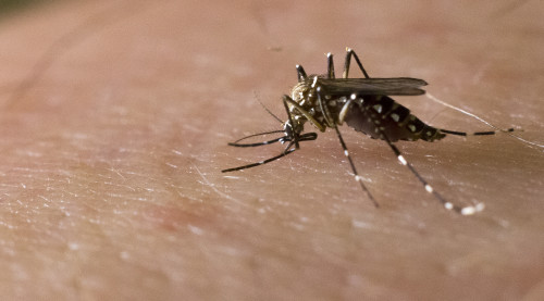 Aedes aegypti mosquito is a non-native mosquito species in Arizona. It is no larger than 7 meters and has small white specks on its legs. (Photos courtesy of Michael Riehle from the University of Arizona Department of Entomology.) 