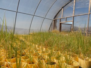 Native grasses grow in a Borderlands Restoration greenhouse