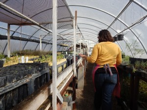 Francesca Claverie walks through a greenhouse at Borderlands Restoration.