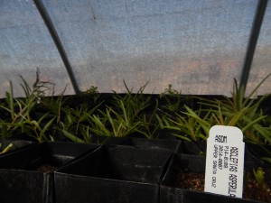 Asclepias Asperula, also known as the Antelope Horn-Milkweed, grows in a Borderlands Restoration greenhouse. 