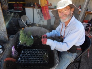 Andy Gould, una voluntaria de Borderlands Restoration, trabaja con Schizachyrium cirratum que será usado en el Gila Cliff Dwellings National Monument en Nuevo México.