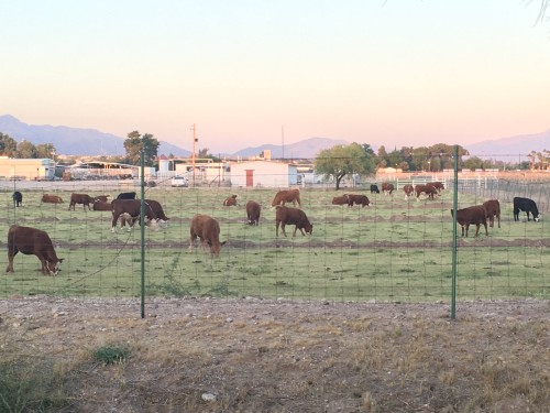 Cattle rustlers making hay again
