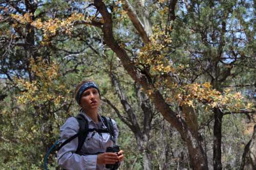 Ariana La Porte searching for Gray Hawk nests