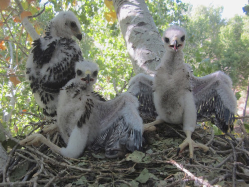 Gray Hawk chicks in the nest. Photo by Ariana La Porte/ Arizona Sonora News Service.