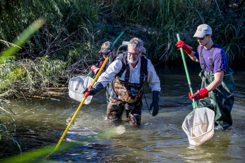 Staff from the Pima County Regional Flood Control District, Regional Wastewater Reclamation Department, Pima County Office of Sustainability and Conservation and the Sonoran Institute take part in a fish survey at one of four locations along the lower Santa Cruz River to determine which species are now found in the river on Wednesday, Nov. 9, 2016. They will be joined by experts from the Arizona Game and Fish Department, University of Arizona, United States Geological Survey and United States Fish and Wildlife Service. (Photo courtesy of Randy Metcalf)