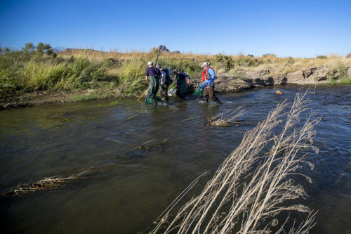 Staff from the Pima County Regional Flood Control District, Regional Wastewater Reclamation Department, Pima County Office of Sustainability and Conservation and the Sonoran Institute take part in a fish survey at one of four locations along the lower Santa Cruz River to determine which species are now found in the river on Wednesday, Nov. 9, 2016. They will be joined by experts from the Arizona Game and Fish Department, University of Arizona, United States Geological Survey and United States Fish and Wildlife Service. (Photo courtesy of Randy Metcalf)